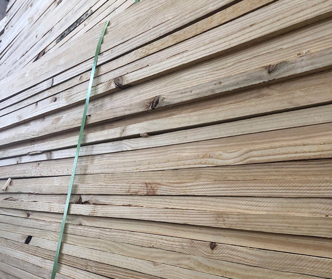 龙泉巴西松